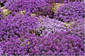 Royal Carpet Sweet Alyssum Flower Seeds - 1000+ Drought Tolerant Groundcover for Baskets - Lobularia maritima