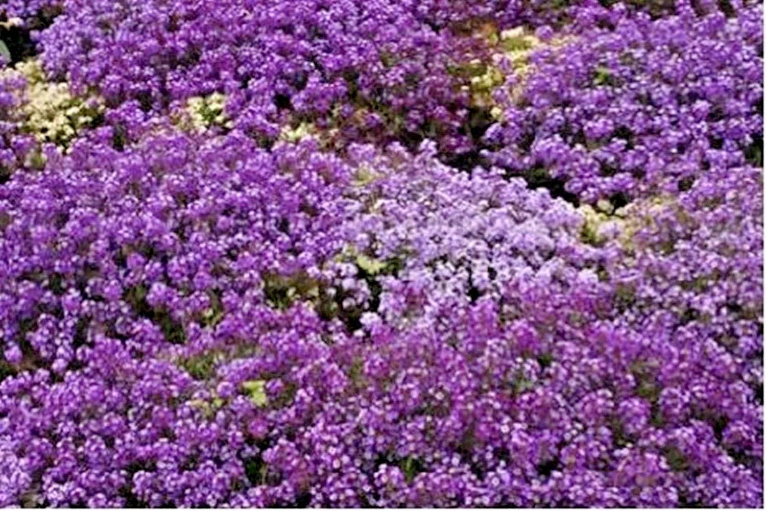 Royal Carpet Sweet Alyssum Flower Seeds - 1000+ Drought Tolerant Groundcover for Baskets - Lobularia maritima