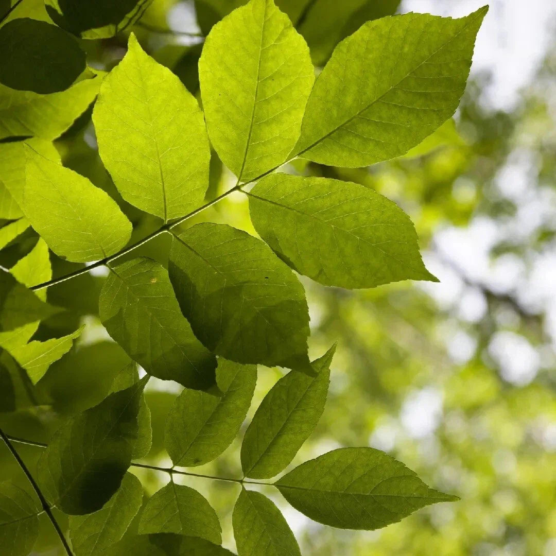 White Ash Tree Seeds - 20 Count, Fraxinus americana, Native Tree Seeds for Planting