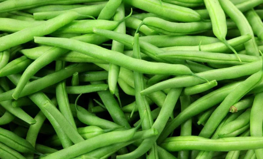 Green Bean Seeds - Burpee Stringless Variety - Fresh Seed - Phaseolus vulgaris - FREE Shipping