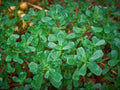 Green Purslane Seeds, NON-GMO, Omega-3 Rich, Little Hogweed (Portulaca oleracea) - Organic Garden Seeds