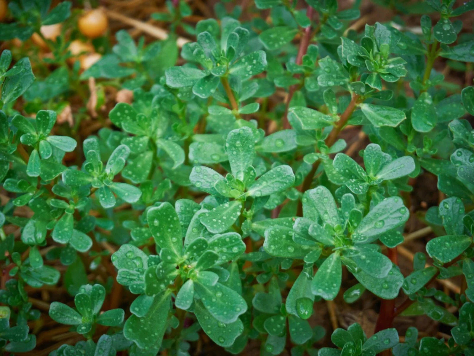 Green Purslane Seeds, NON-GMO, Omega-3 Rich, Little Hogweed (Portulaca oleracea) - Organic Garden Seeds