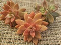 GRAPTOSEDUM "California Sunset" - 3" Diameter Unrooted Cuttings - Succulent Plant Cuttings