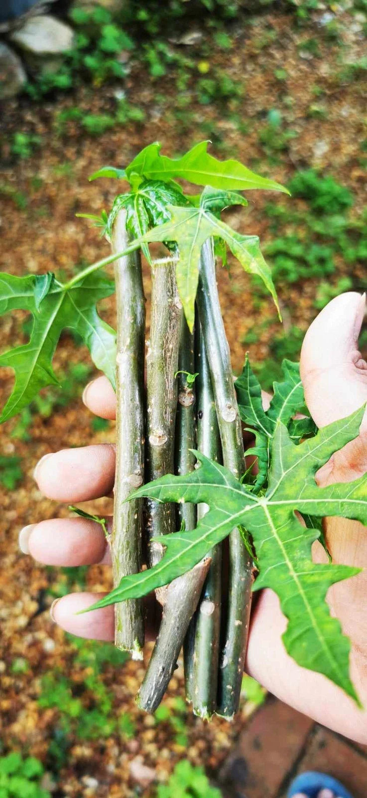 Tree Spinach Cuttings - Edible Chaya - Mayan Spinach - Cnidoscolus aconitifolius