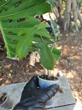 Philodendron Florida Red Stem 2.5" Pot - Philodendron pedatum squamiferum Alternative