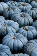 Blue Jarrahdale Pumpkin Seeds | 40 Seeds Packet | Exotic Blue Pumpkin Variety | Cucurbita maxima