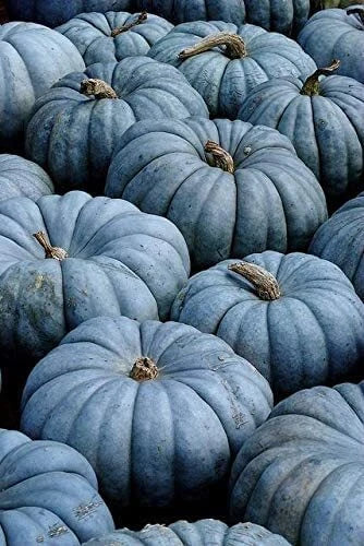 Blue Jarrahdale Pumpkin Seeds | 40 Seeds Packet | Exotic Blue Pumpkin Variety | Cucurbita maxima
