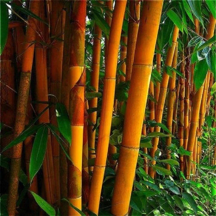 50 Orange Bamboo Seeds - Clumping Exotic Privacy Screen - Bambusa spp. - US Seller