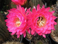 Tricocereus Grandiflorus Cactus 5" Pink Flowers in 4.5" Pot - Show-Stopper Succulent Plant for Home Decor