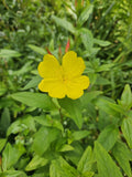 Evening Primrose Plant - Perennial - Yellow Bloom - Oenothera biennis - Zones 3-10