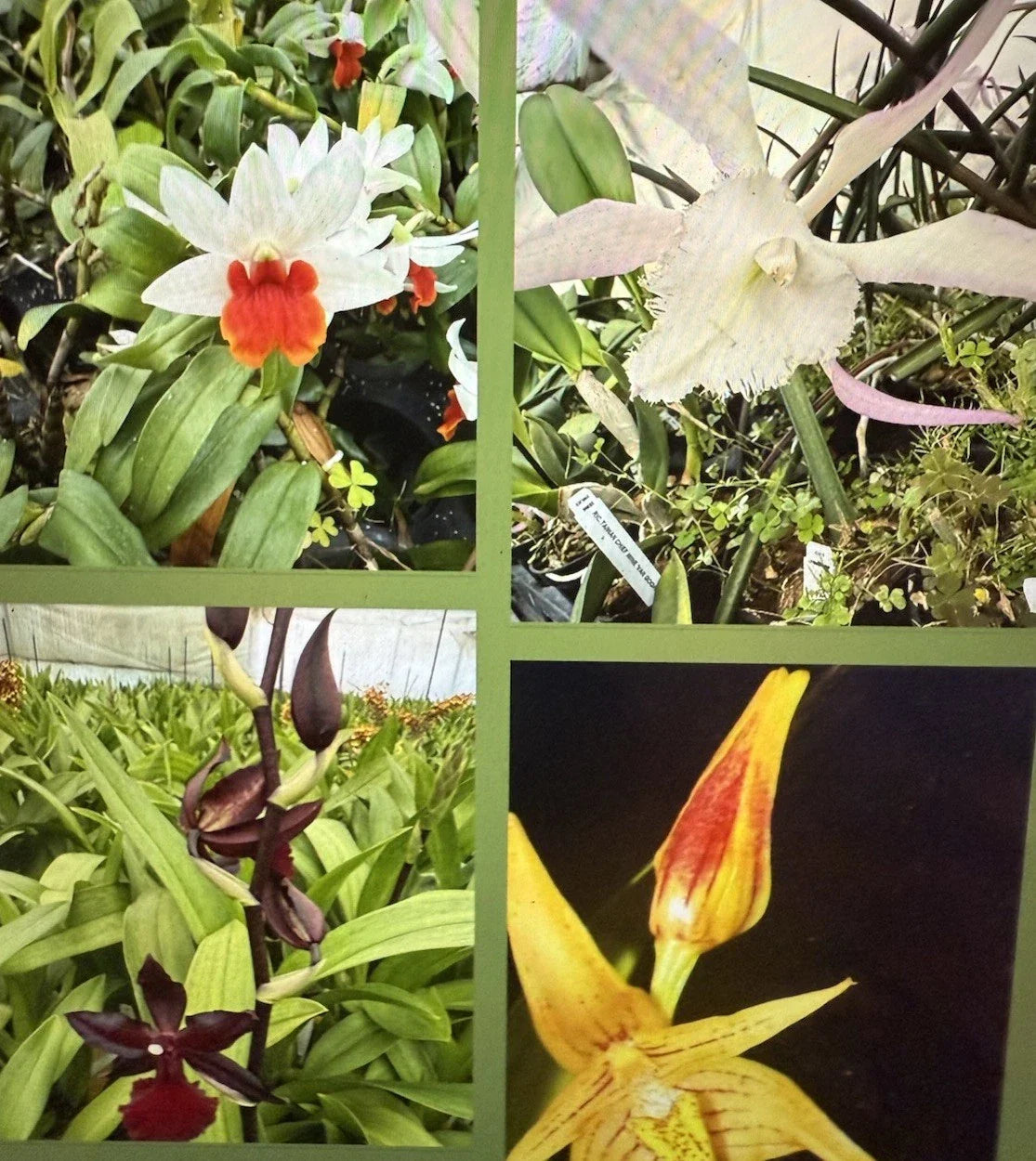 Orchid Plant Seedling - New Varieties, 3 Bare Root Bulbs, Stem, Not Perfect - Orchidaceae
