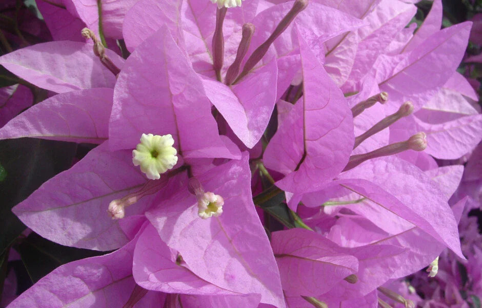 Bougainvillea Starter Plant - Silhouette Variety - Bare Root - Well Rooted Bougainvillea
