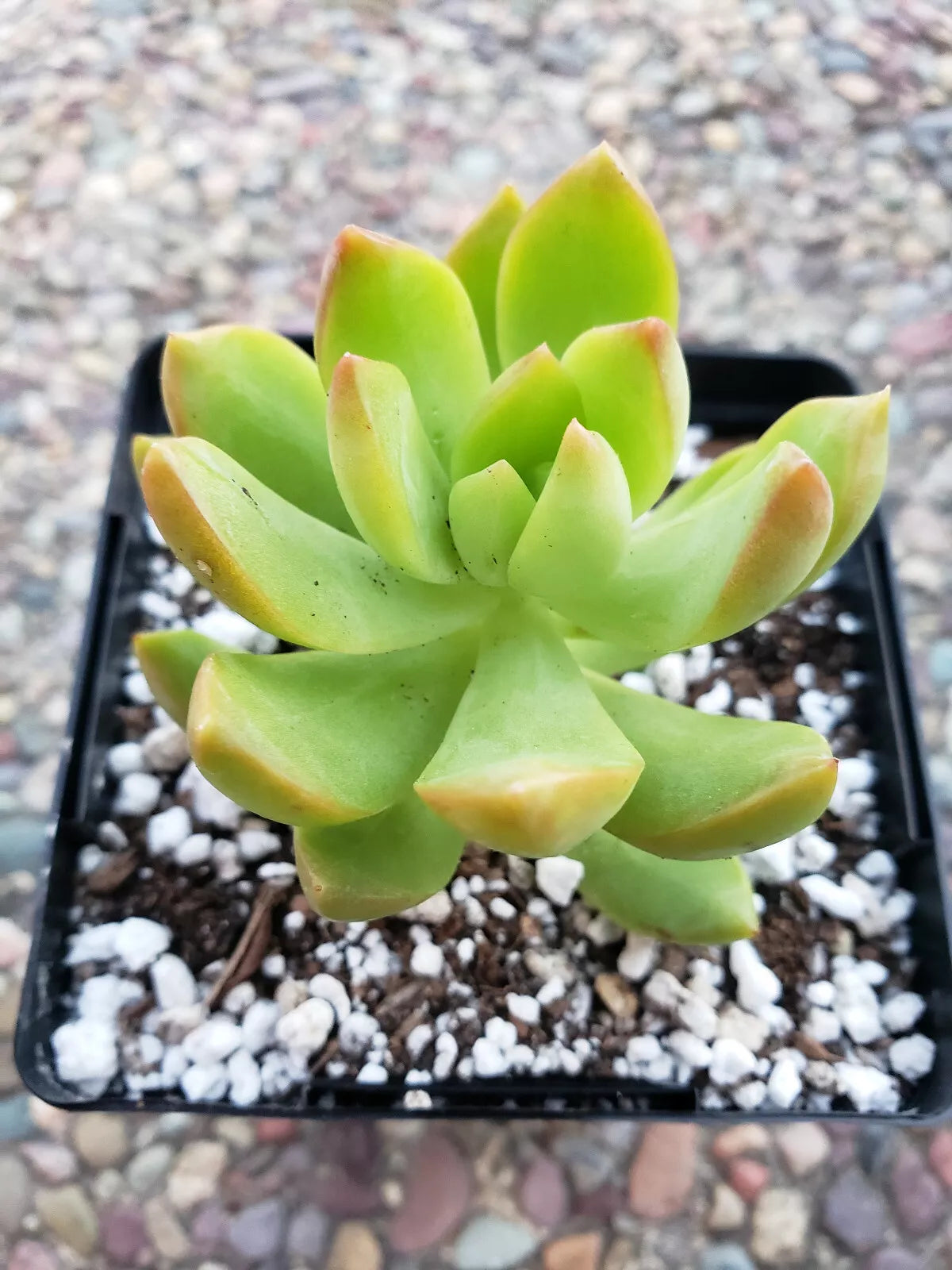 Sedum Adolphii "Lime Gold" - 2 X 2.5" Diameter Rooted Plants - Succulent Variety for Indoor/Outdoor Decor