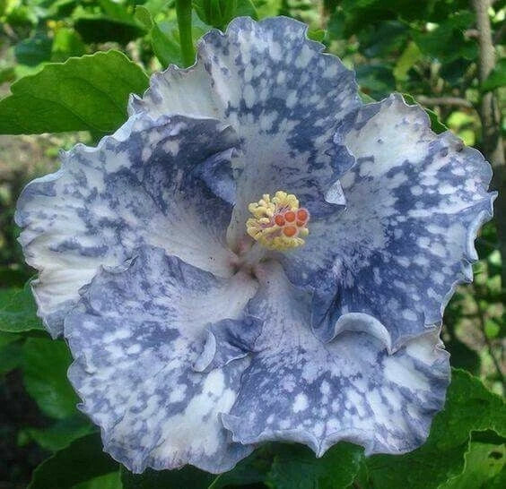 Silver White Hibiscus Seeds - 20 Perennial Flower Seeds - Hibiscus rosa-sinensis - US Seller