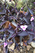 Wandering Jew Cuttings - Lot of 10 Purple Heart Tradescantia - Organic Healthy Plant Cuttings
