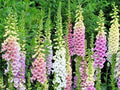Foxglove Mix Seeds - Wildflower Seeds for Shade Garden, Patio, Container, Cut Flowers - Digitalis spp.