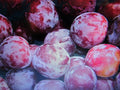 Fresh Cuttings Santa Rosa Plum Tree - Sweet Fruit, Hardy - Prunus salicina (No Roots, Includes Instructions)