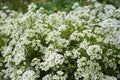 Sweet Alyssum Flower Seeds 2000+ CARPET OF SNOW White Annual - Lobularia maritima, Aromatic Garden Seeds, Free Shipping