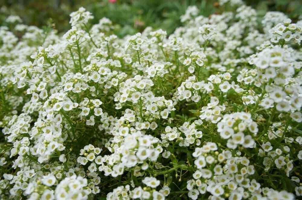 Sweet Alyssum Flower Seeds 2000+ CARPET OF SNOW White Annual - Lobularia maritima, Aromatic Garden Seeds, Free Shipping