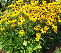 Black-Eyed Susan Plants 2+1 Free Perennial Golden Yellow Daisy Rudbeckia hirta Full Sun Blooms July-Oct