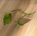Global Green Pothos Cutting - 2 Leaf, 2 Nodes, UNROOTED - Epipremnum aureum Vining Live Plant