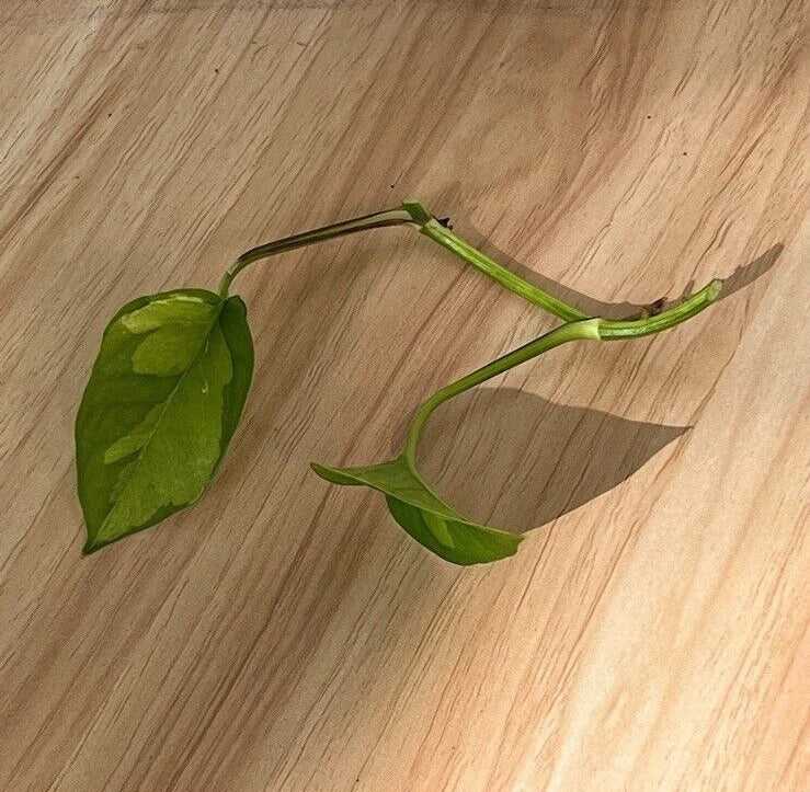 Global Green Pothos Cutting - 2 Leaf, 2 Nodes, UNROOTED - Epipremnum aureum Vining Live Plant