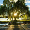 Golden Weeping Willow Tree - Live Plant - Ready to Plant - Memorial Gift - Salix babylonica