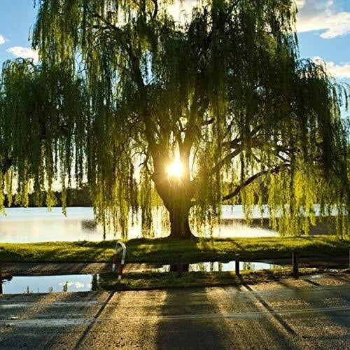 Golden Weeping Willow Tree - Live Plant - Ready to Plant - Memorial Gift - Salix babylonica