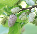 White Mulberry Tree Seeds - 50+ Count - Sweet Edible Fruit - Morus alba - USA Seller, Free Shipping