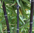 Black Timber Bamboo Live Root Rhizome Plant, Phyllostachys Nigra, Hardy Bamboo for Landscaping and Garden Projects