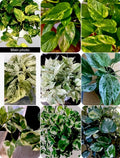 N'Joy Pothos Plant Set, 3" Pots, Marble & Golden Varieties, Epipremnum aureum