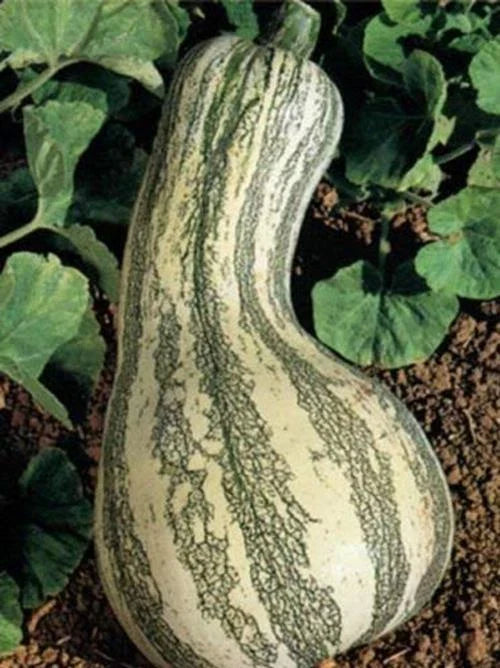 Fresh Heirloom Cushaw Green Striped Pumpkin Seeds - 35 High Yield Winter Squash Seeds - Cucurbita mixta