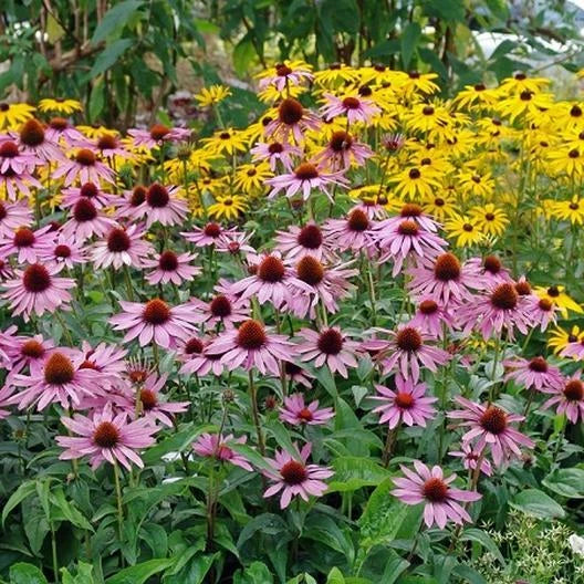 Purple Coneflower Seeds - 50 Perennial Echinacea purpurea Seeds for Blooming Garden