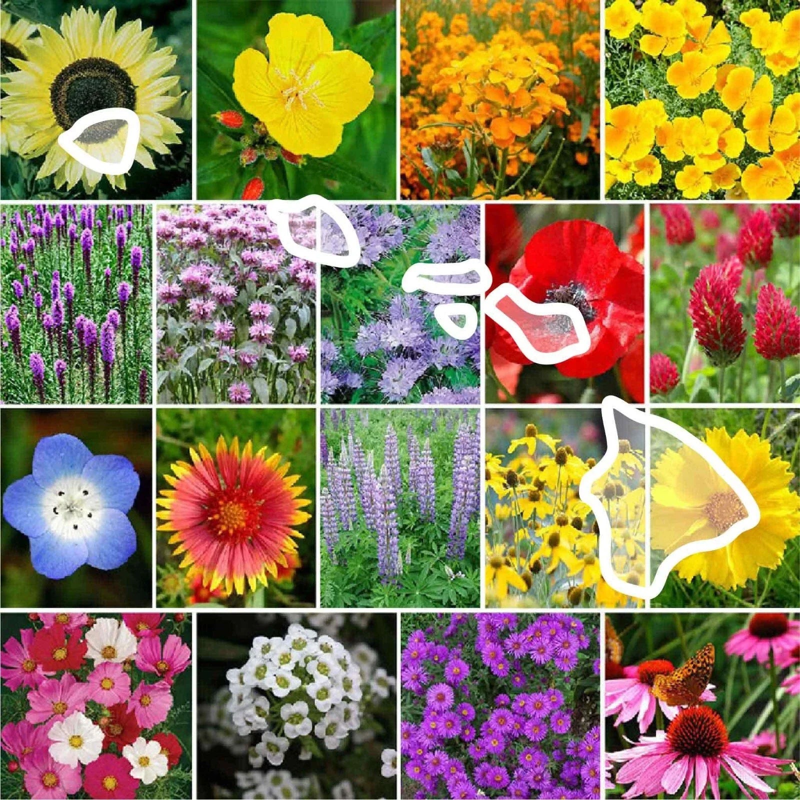Hawaii State Flower Seed Mix - 1000 Non-GMO Perennial & Annual Wildflower Seeds - USA Grown