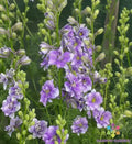 Delphinium Seeds - 200+ QIS Light Blue - Garden Planting - Delphinium elatum - USA