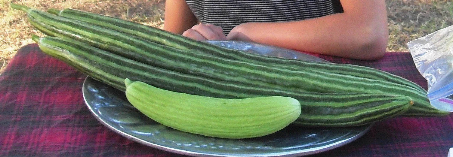 Painted Serpent Cucumber Seeds - 100+ Organic Heirloom Non-GMO - Cucumis sativus