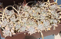 Ghost Graptopetalum Succulent Live Rooted Cuttings - Easy Care Succulent Plant (Graptopetalum paraguayense)