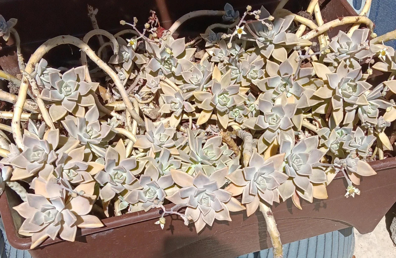 Ghost Graptopetalum Succulent Live Rooted Cuttings - Easy Care Succulent Plant (Graptopetalum paraguayense)
