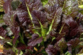 Giant Red Mustard Seeds 500+ Non-GMO Vegetable Garden Greens Brassica juncea - USA Free Shipping