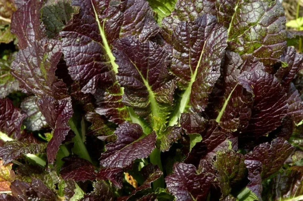 Giant Red Mustard Seeds 500+ Non-GMO Vegetable Garden Greens Brassica juncea - USA Free Shipping