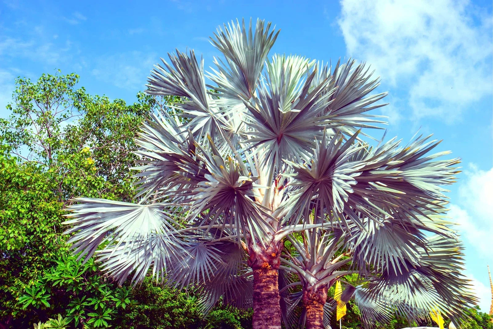 King Palm Seeds - 5 Seeds for Planting - Archontophoenix cunninghamiana - Tropical Indoor/Outdoor Garden