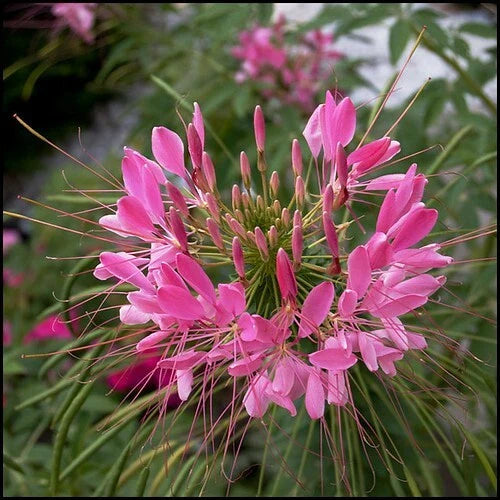 Pink Punch Spider Seeds - 100 Count - Clome Spinosa Perennial - Pollinator Friendly - US Seller - Flower Seeds