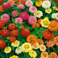 Thumbelina Zinnia Flower Seeds - 100+ Pack - Colorful Annuals for Garden Bees & Birds - Zinnia elegans