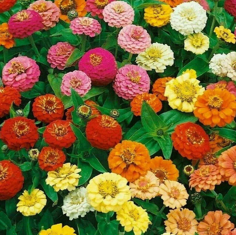 Thumbelina Zinnia Flower Seeds - 100+ Pack - Colorful Annuals for Garden Bees & Birds - Zinnia elegans