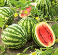 Crimson Sweet Watermelon Seeds - 25 Heirloom Seeds for 25 lbs Fruit - Citrullus lanatus