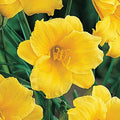 Daylily Plant 6-12" Yellow Stella de Oro Hemerocallis Live Rooted Flower Bush