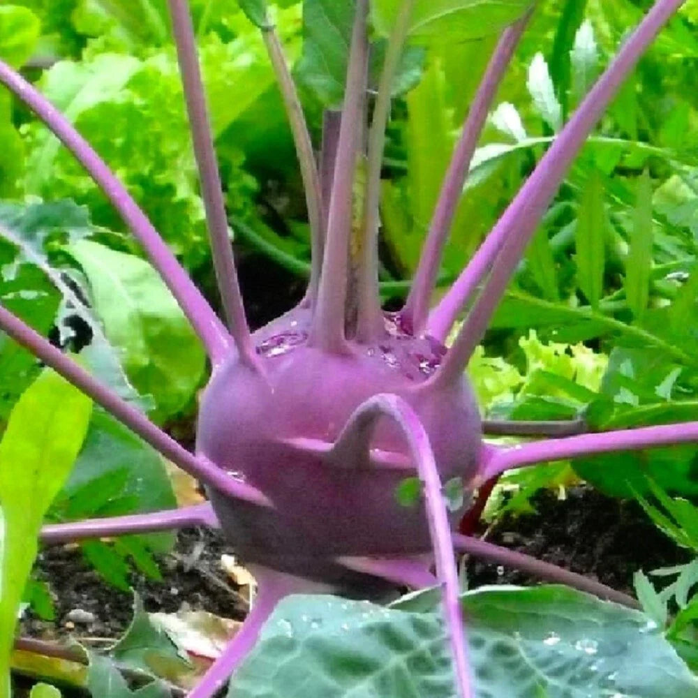 Purple Vienna Kohlrabi Seeds | NON-GMO Heirloom Garden Seeds | Organic Vegetable Seeds for Home Gardening