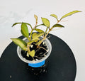 Hoya Plant Lacunosa Souma - Exotic Variegated Indoor Houseplant - Hoya lacunosa