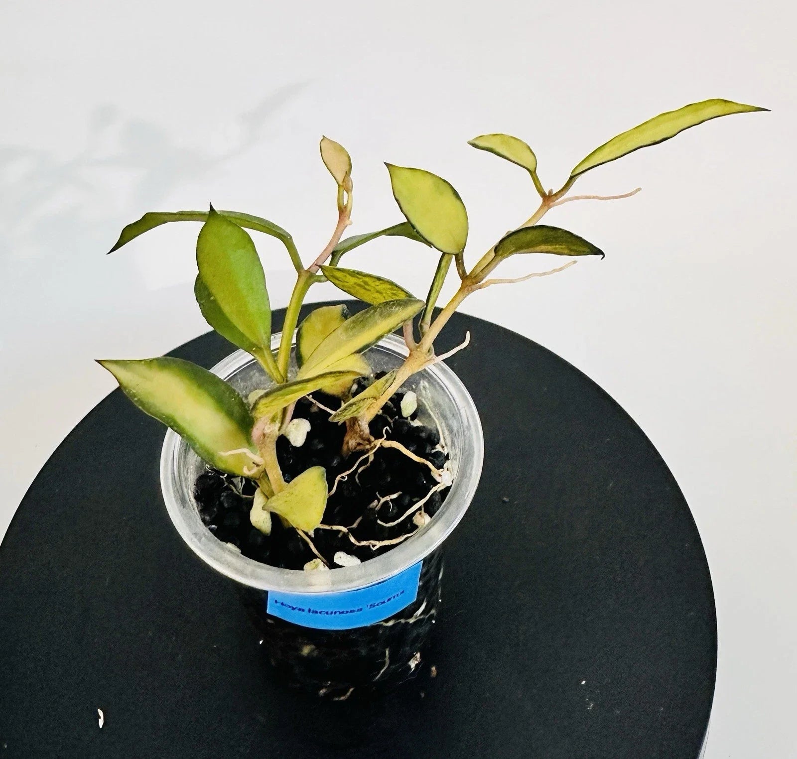 Hoya Plant Lacunosa Souma - Exotic Variegated Indoor Houseplant - Hoya lacunosa