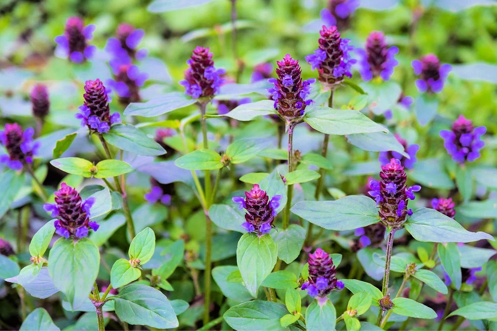Heal All Plant Seeds (50 Seeds) - Prunella Vulgaris - Medicinal Herb for Planting, Ground Cover, Edible Flower